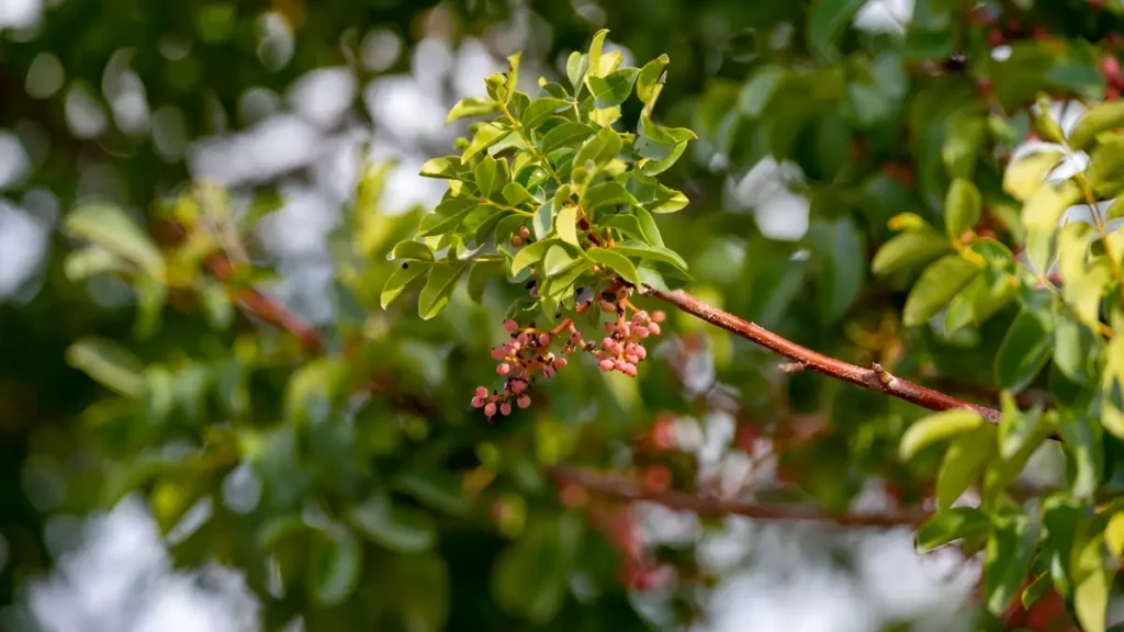 Pistachio nut trees