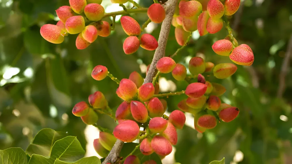 Pistachio tree