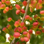 Pistachio tree