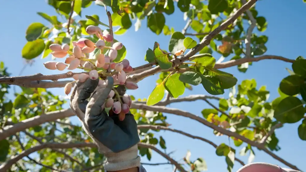 Pistachio tree harvest