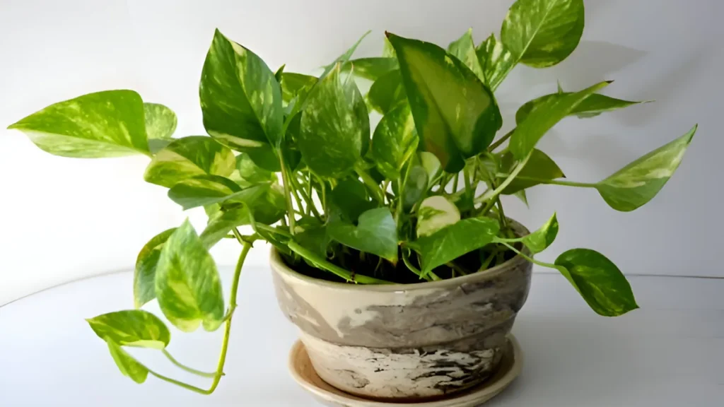 Pothos varieties