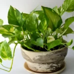 Pothos varieties