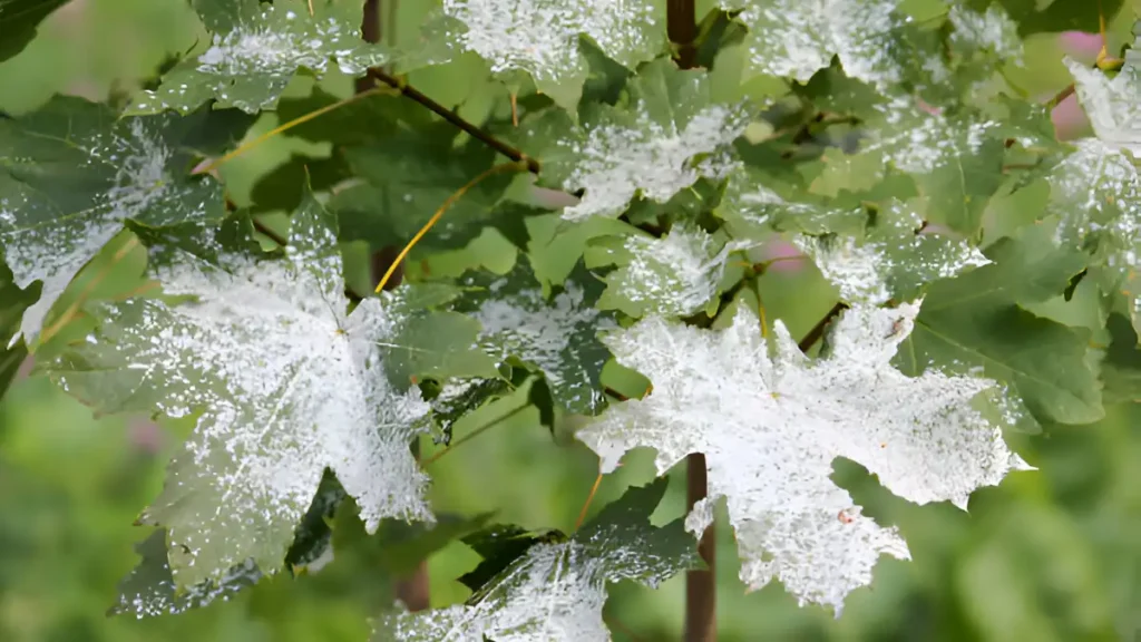 Powdery mildew