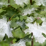 Powdery mildew