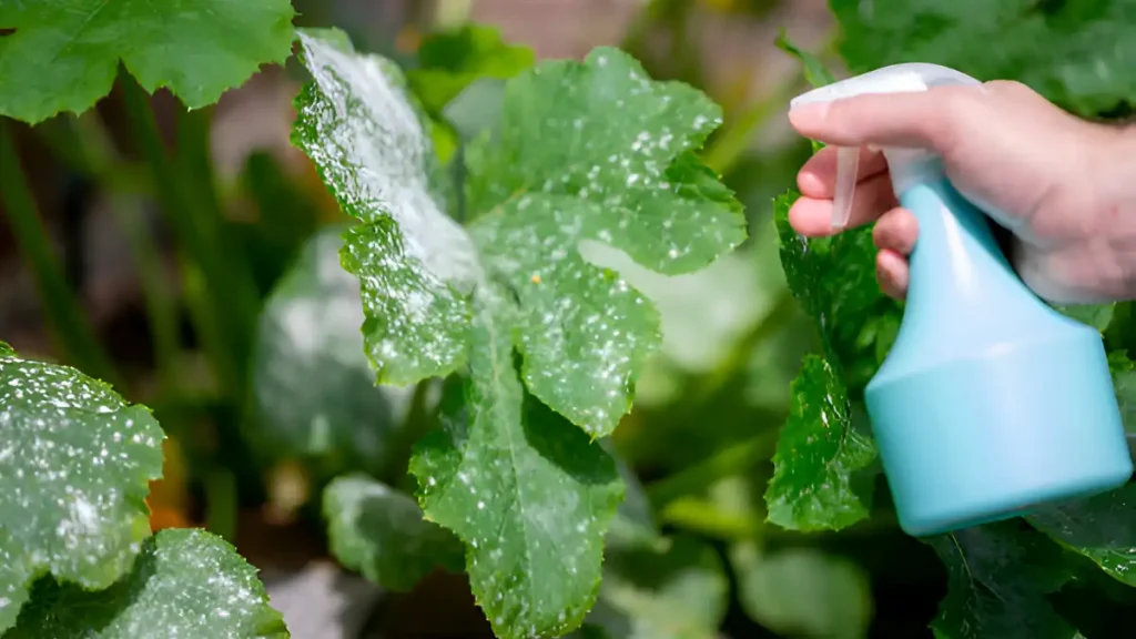 Powdery mildew treatment