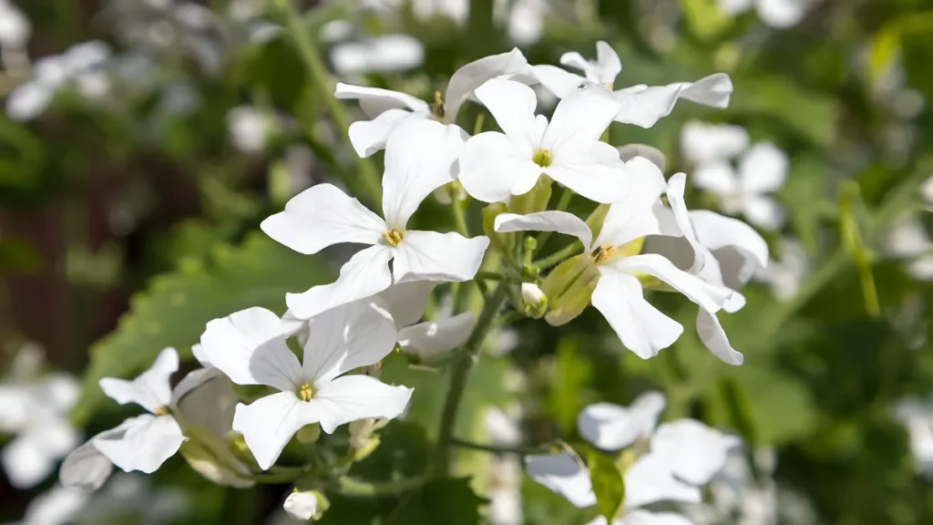 What flowers to plant in august