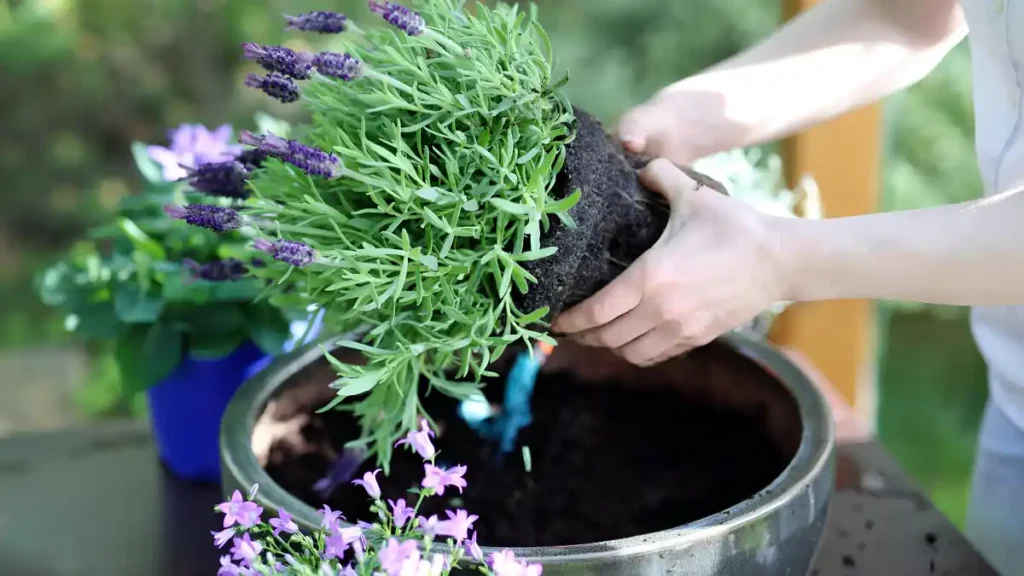 When to plant lavender