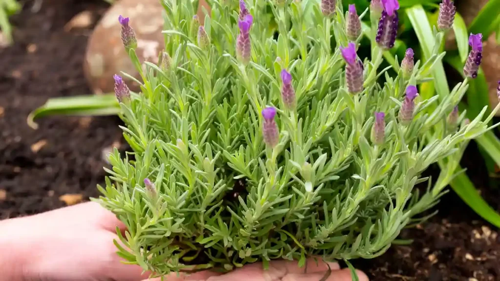 When to plant lavender outside