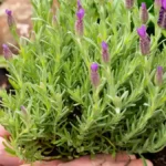 When to plant lavender outside