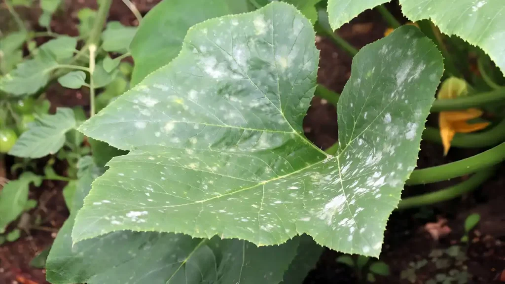 White spots on plant leaves