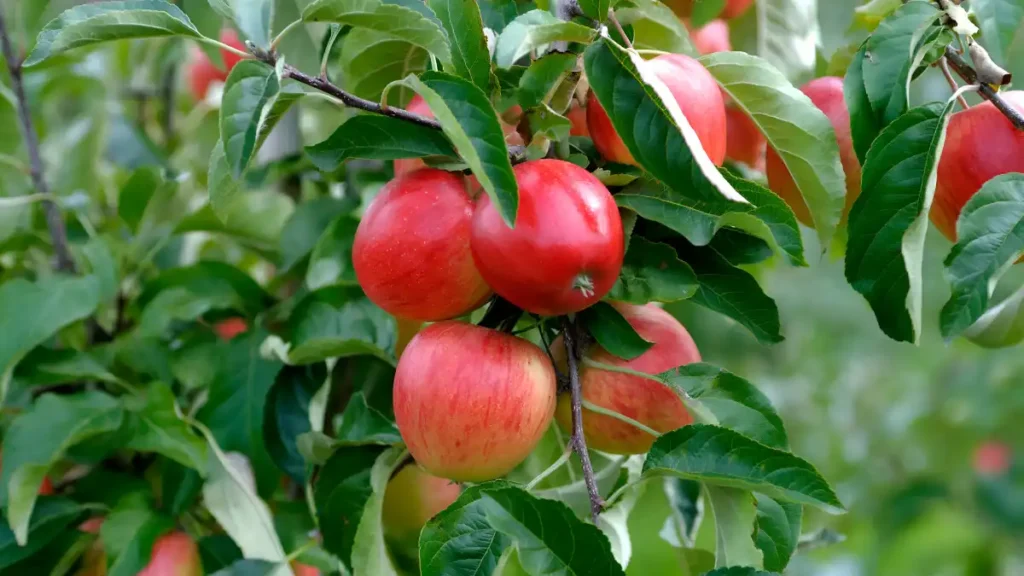 Apple tree