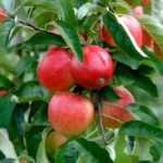 Apple tree