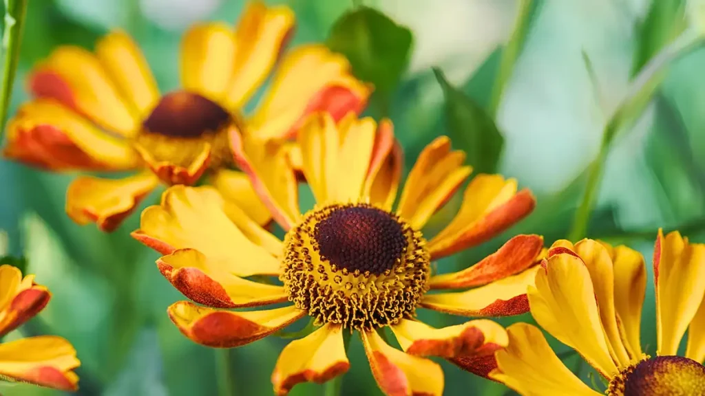 Asteraceae