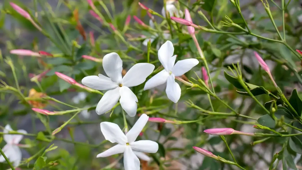 Common Jasmine