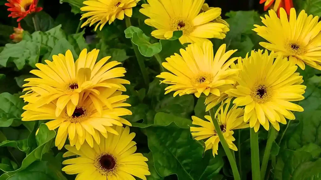 Daisy Asteraceae