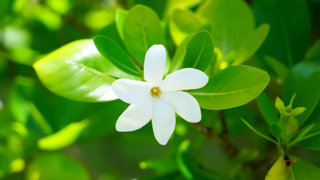 Gardenia taitensis