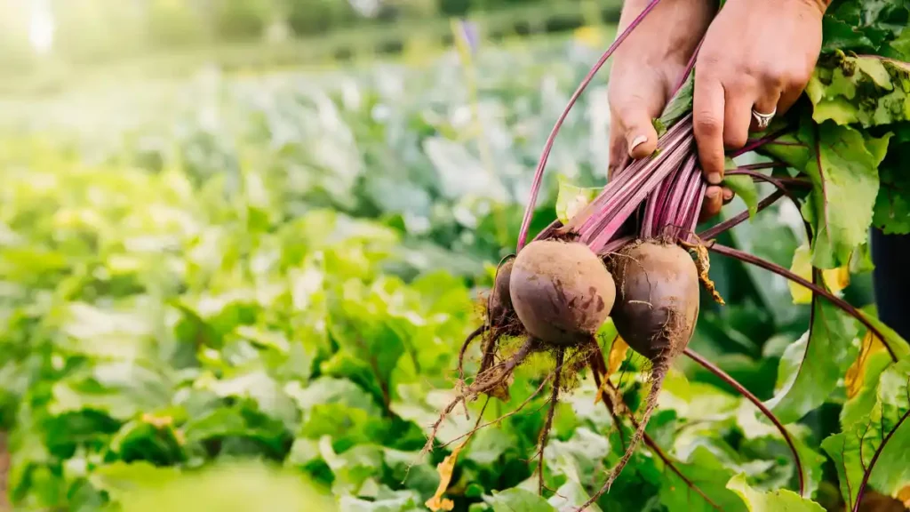 Growing beets