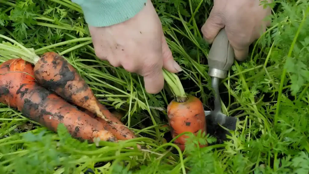 Growing carrots