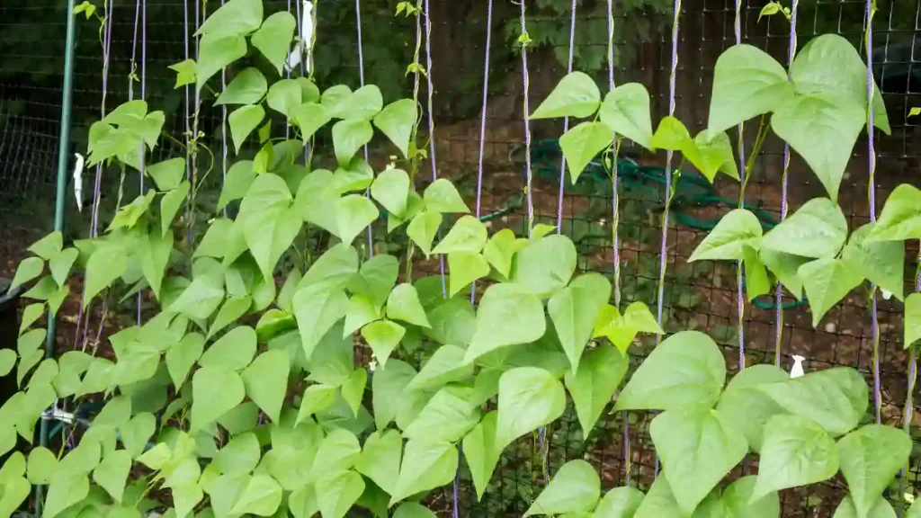 Growing pole beans on a trellis