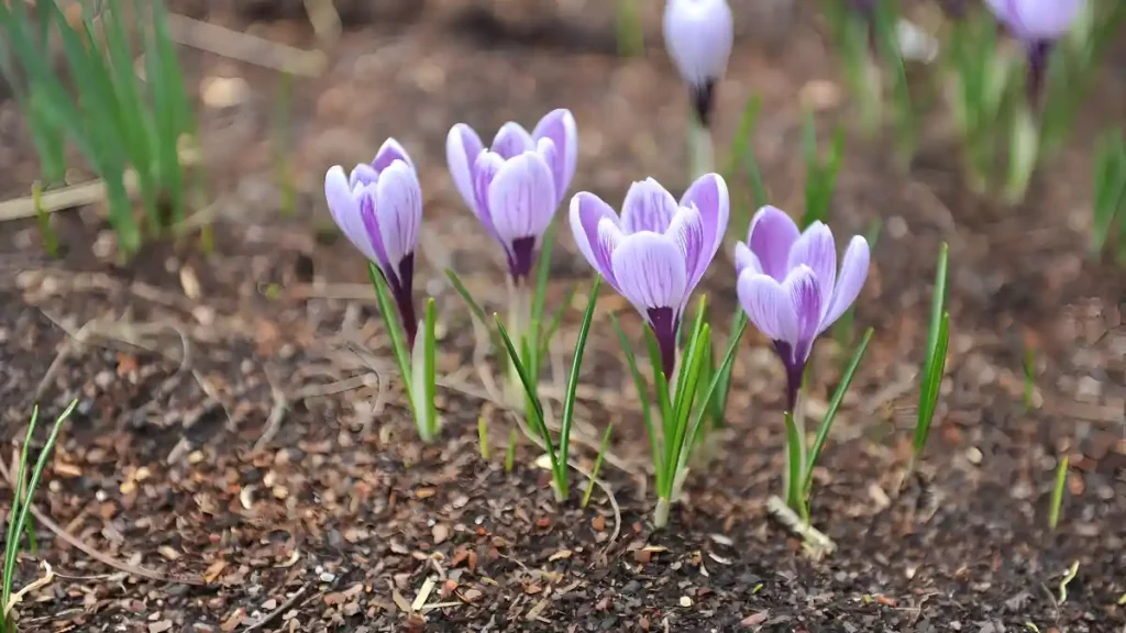 Growing saffron crocus