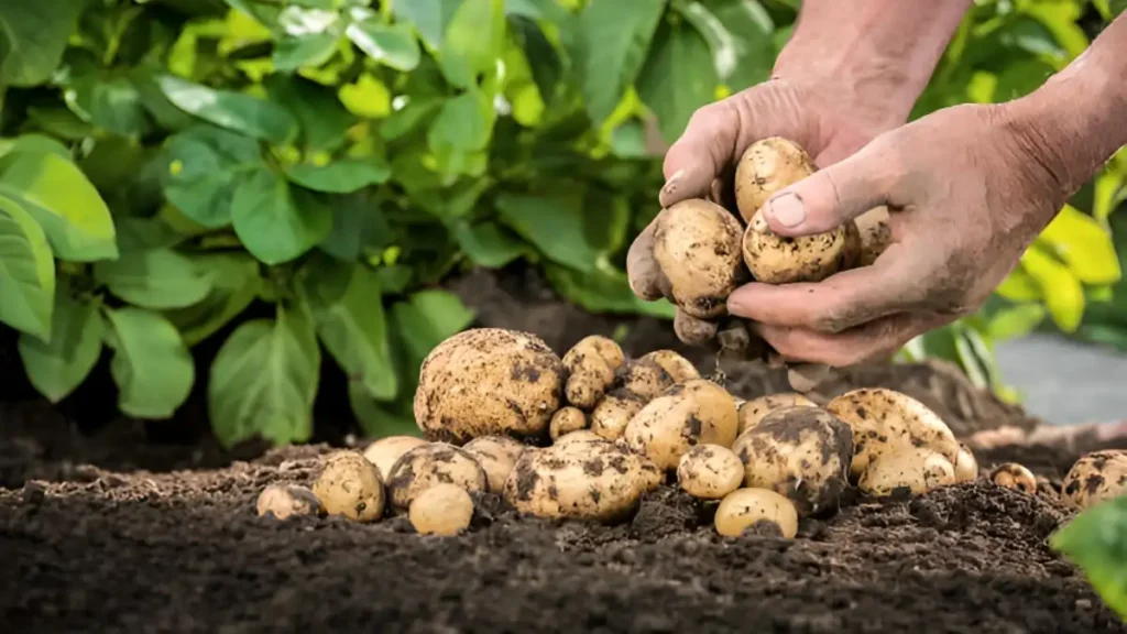 Harvest potatoes