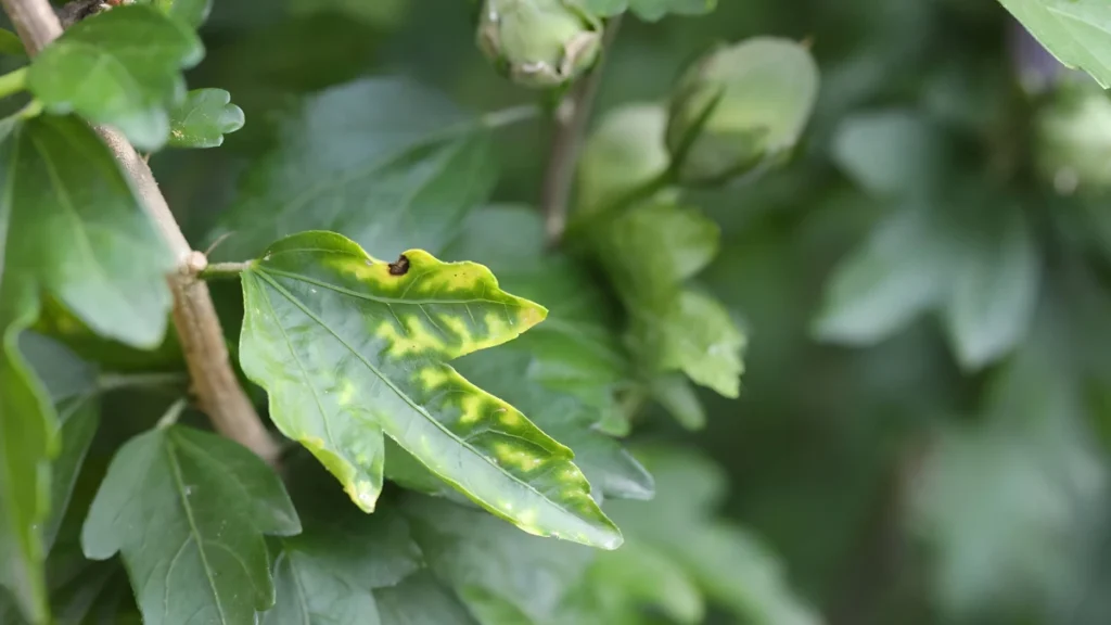 Hibiscus disease