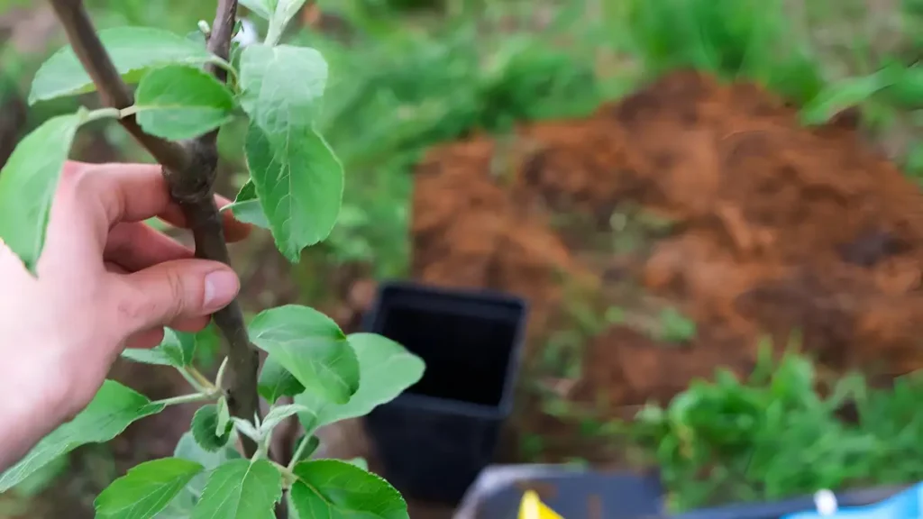 How to grow an apple tree