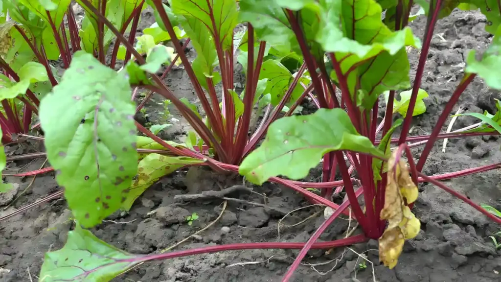 How to grow beets