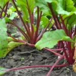 How to grow beets