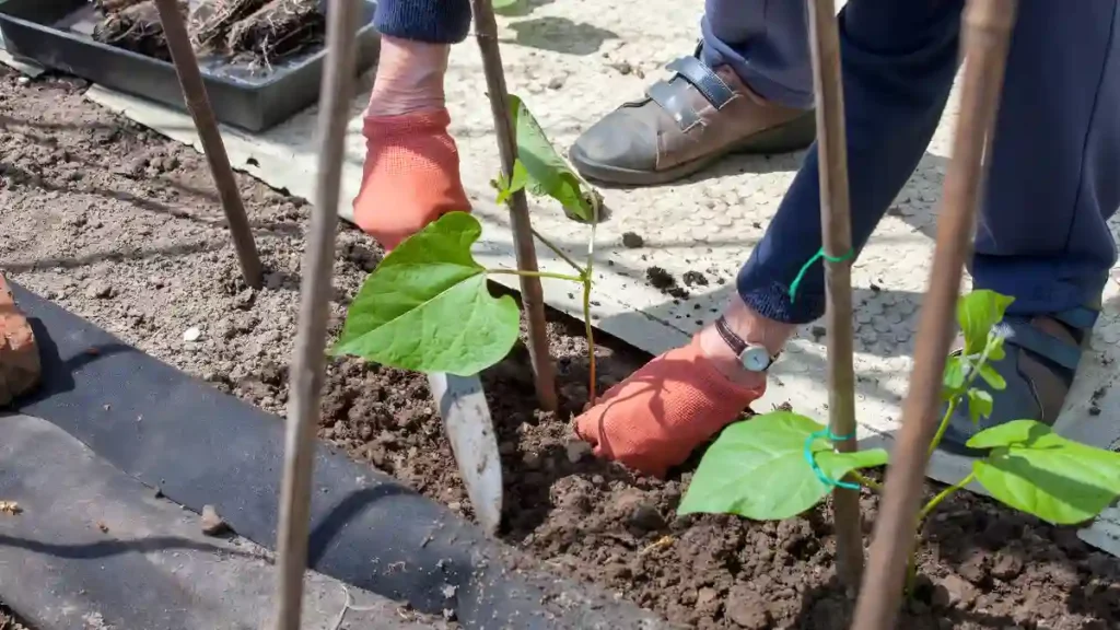 How to grow pole beans