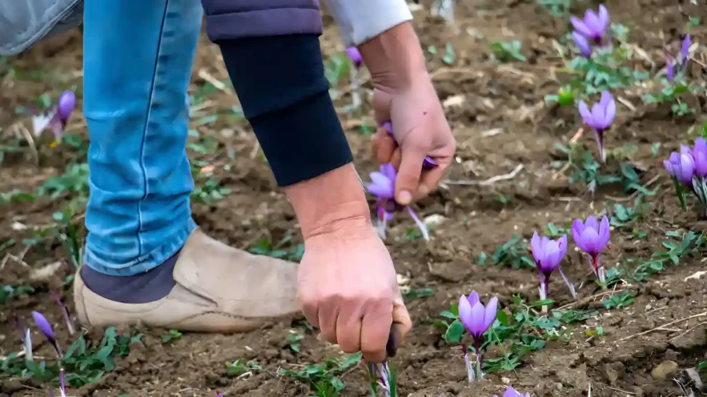 How to grow saffron with proper care