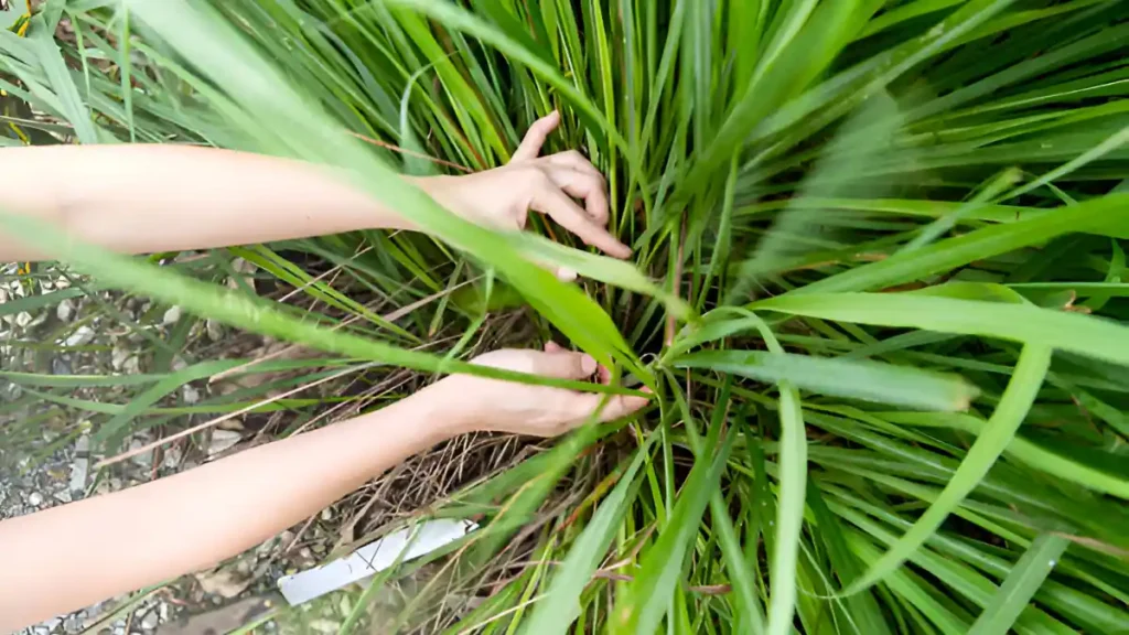 How to harvest lemongrass