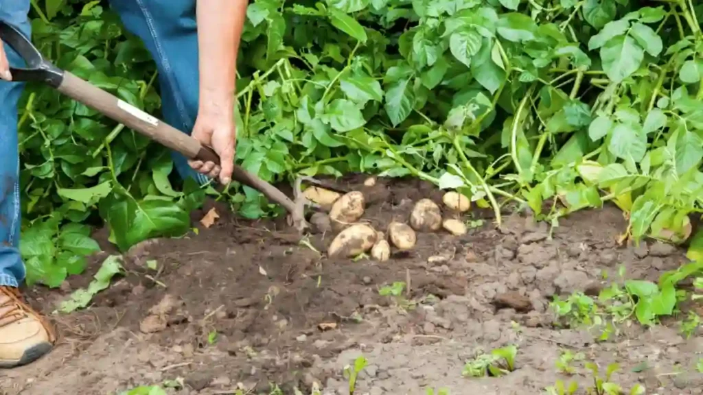 How to harvest potatoes