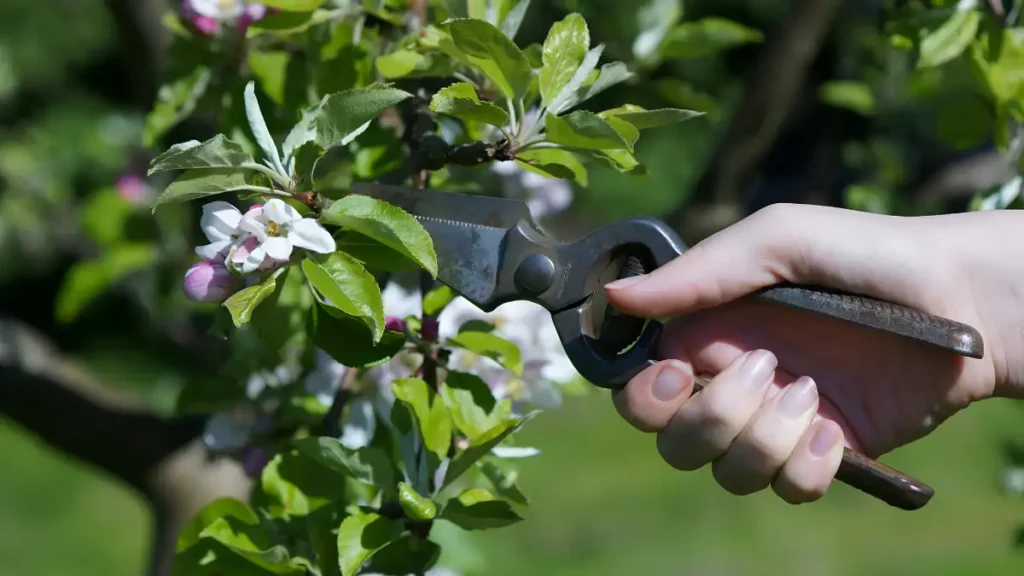 How to prune an apple tree