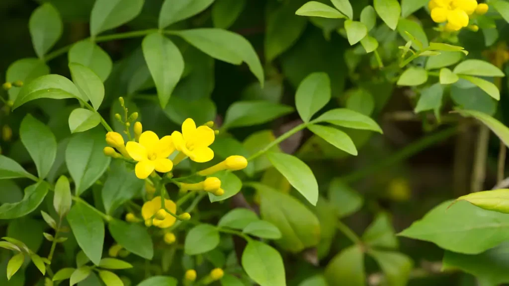 Italian Jasmine