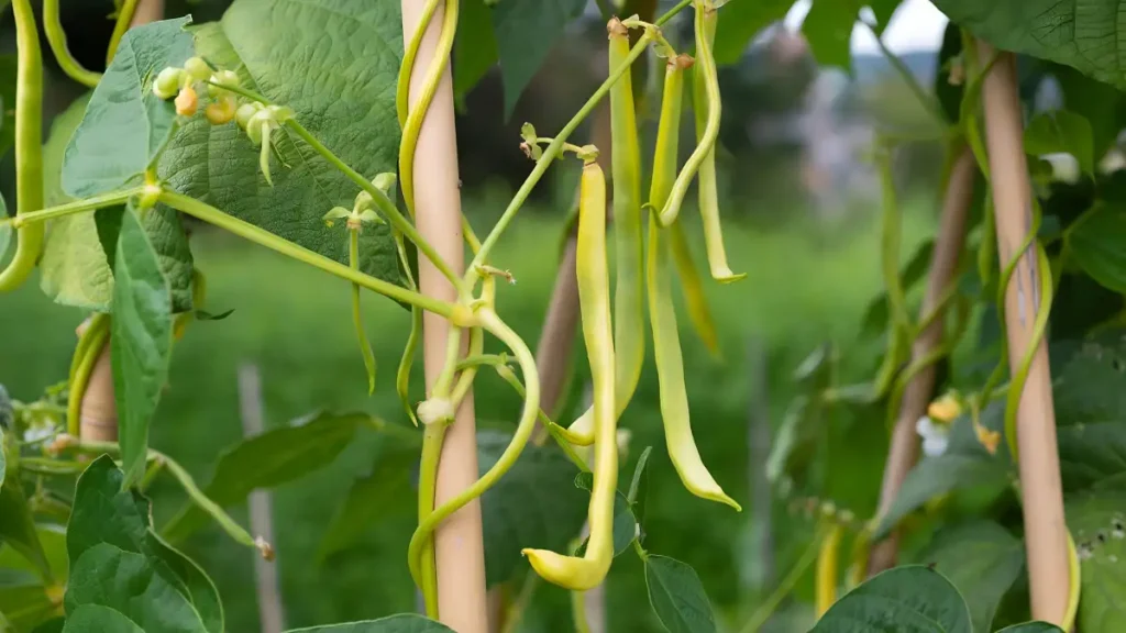 Pole beans