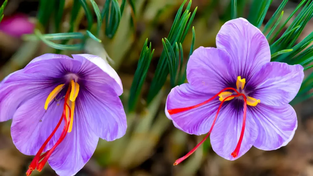 Saffron crocus