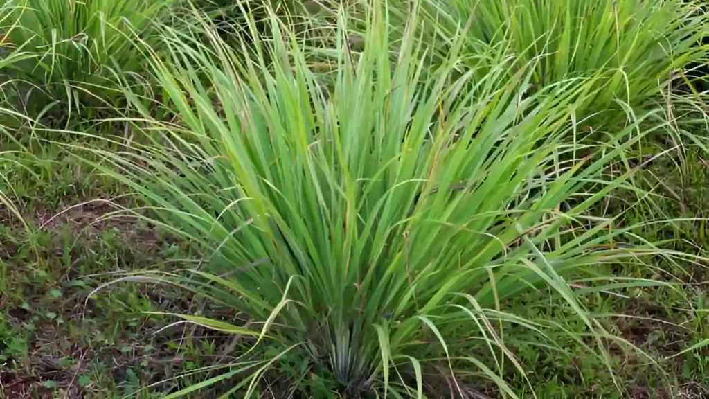 When to harvest lemongrass