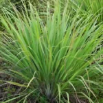 When to harvest lemongrass