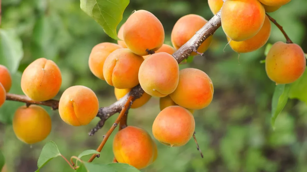 Apricot tree