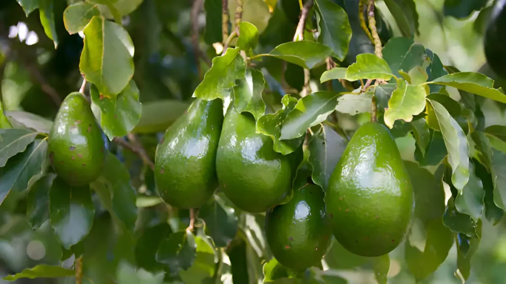 Avocado tree