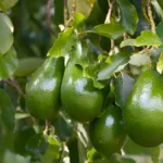 Avocado tree