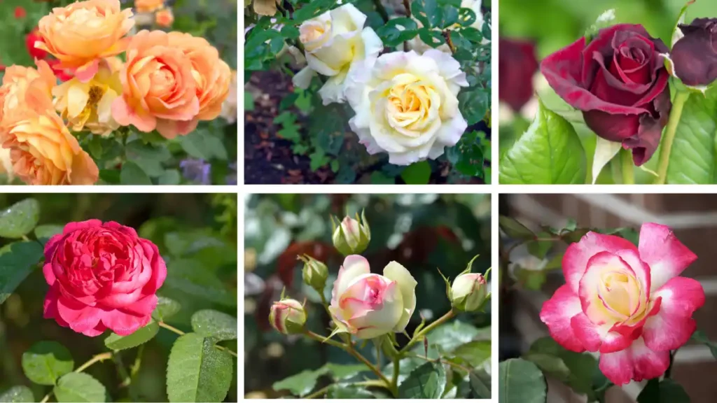 Different types of roses with names and pictures