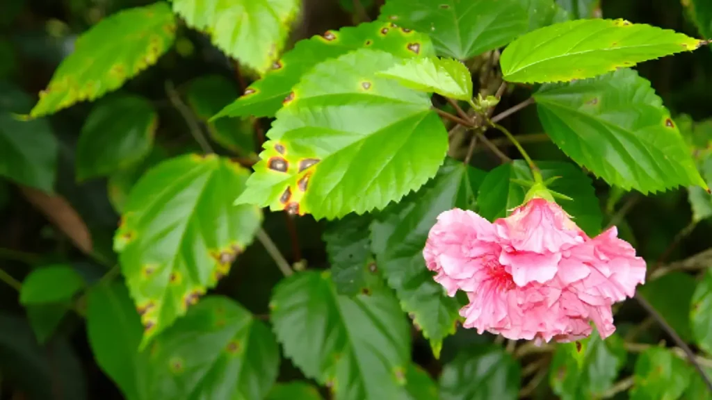 Fungus hibiscus disease