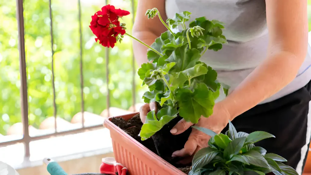 Geraniums indoors