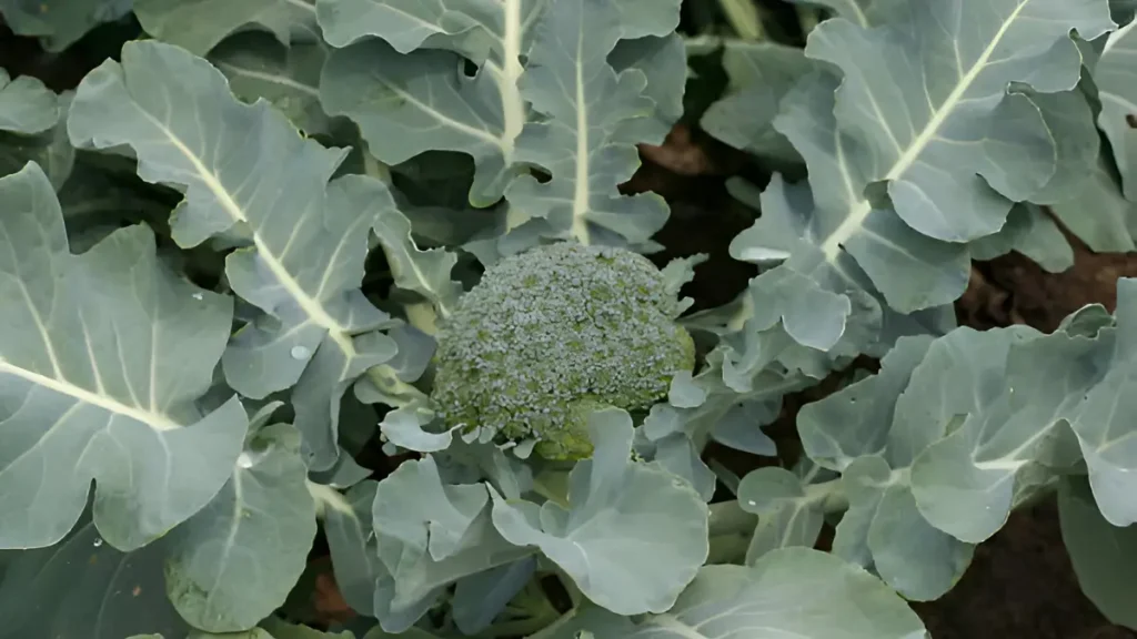 Growing broccoli