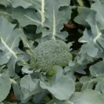 Growing broccoli