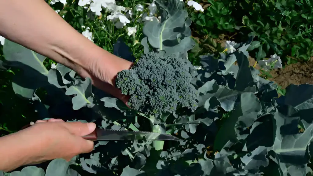 Growing broccoli plant