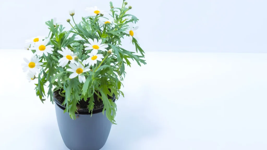 Growing chamomile in pots