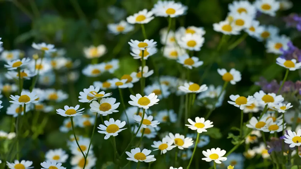 Growing chamomile outdoors